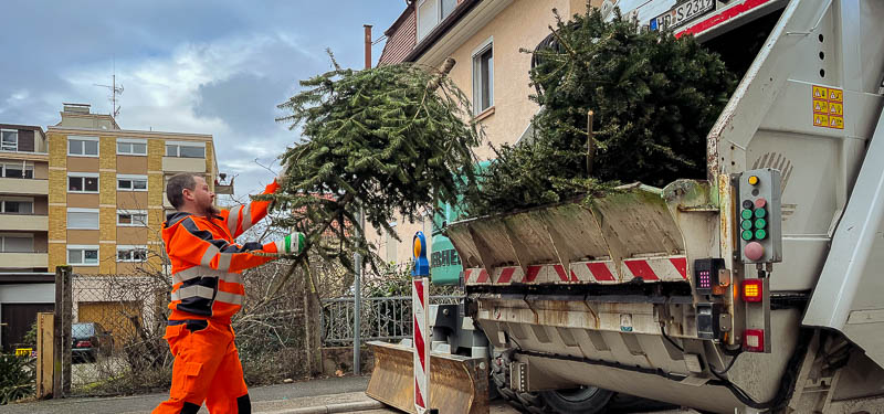 Christbaumsammlung (Foto: Stadt Heidelberg) Müllwerker wirft einen Weihnachtsbaum in das Abfallsammelfahrzeug